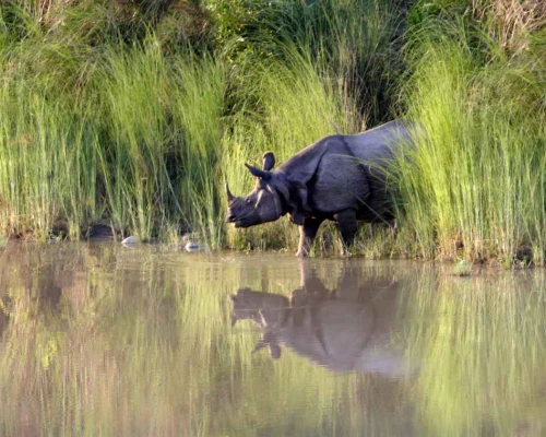 Beautiful Rhino 