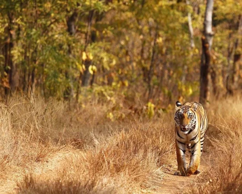 Bengal Tiger Bardiya National Park 
