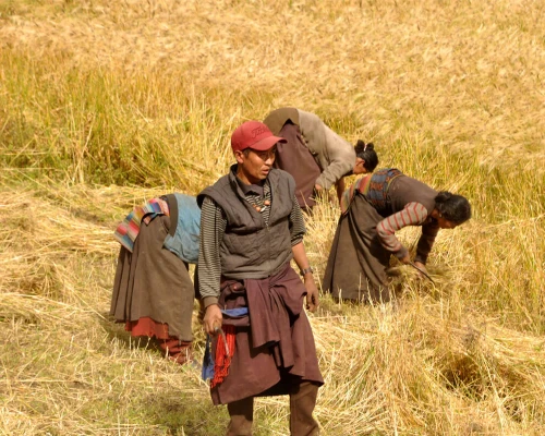 Farmers In Manaslu Region