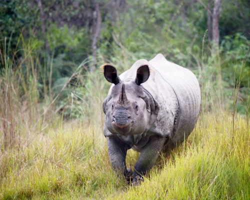 Rhino In Chitwan National Park Safari