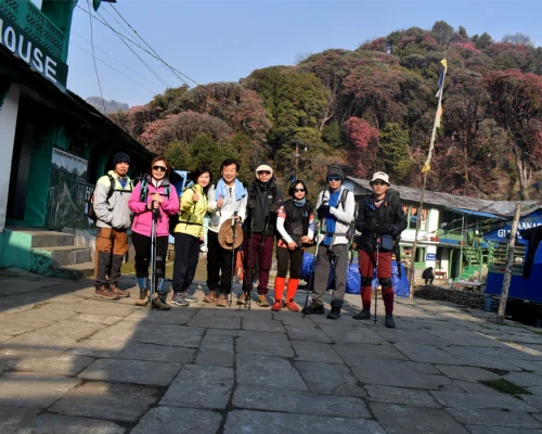 Rhododendren Forest At Tadapani
