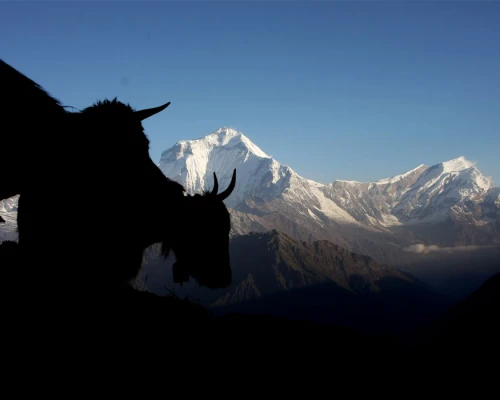 View Of Dhaulagiru And Yak From Khopra Danda