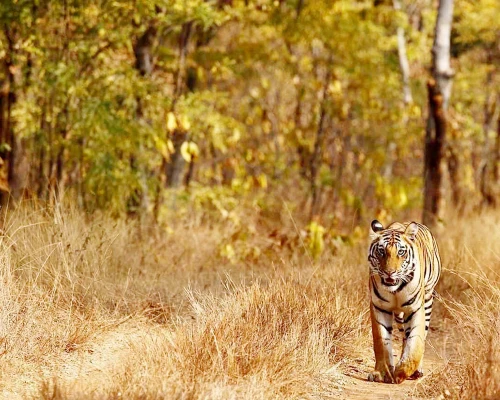 Viewing Tiger In Chitwan Jungle Safari