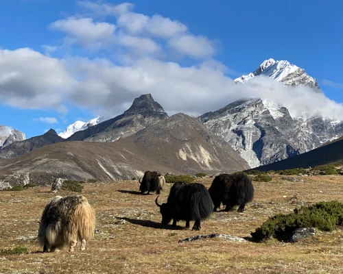 Yak On Everest Base Camp Helicopter Return Trek