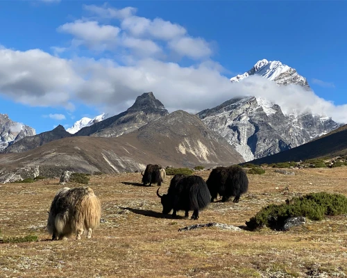 Yaks Grazing Everest Region